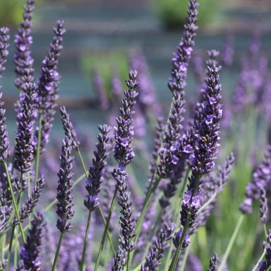 Organic Lavender Flower Water Spray - Image 2