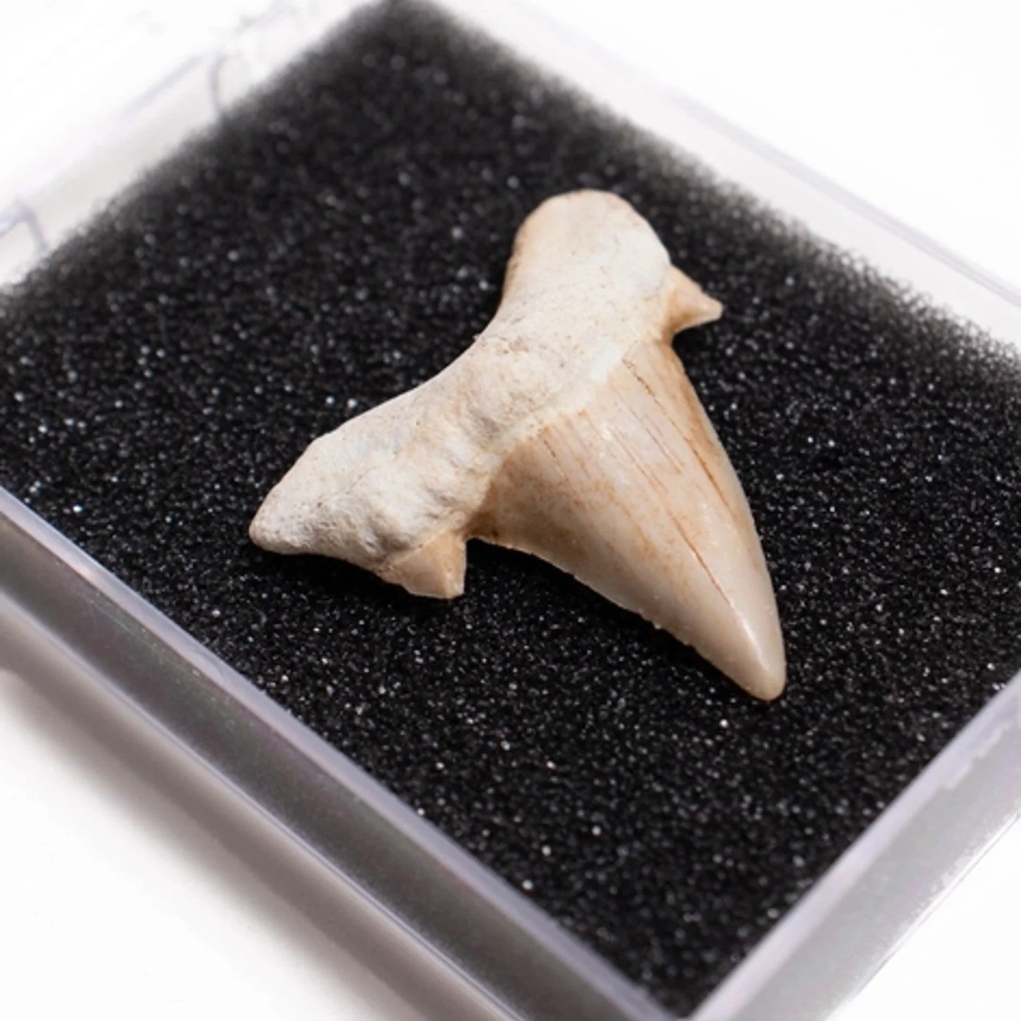 Otodus Tooth Fossil - Image 2