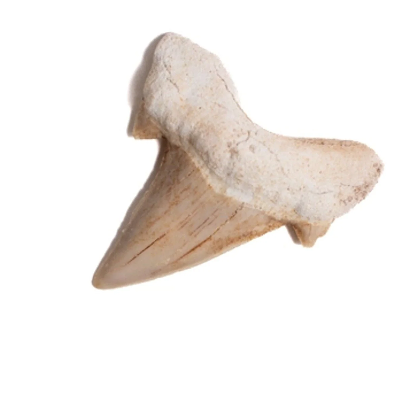 Otodus Tooth Fossil - Image 3
