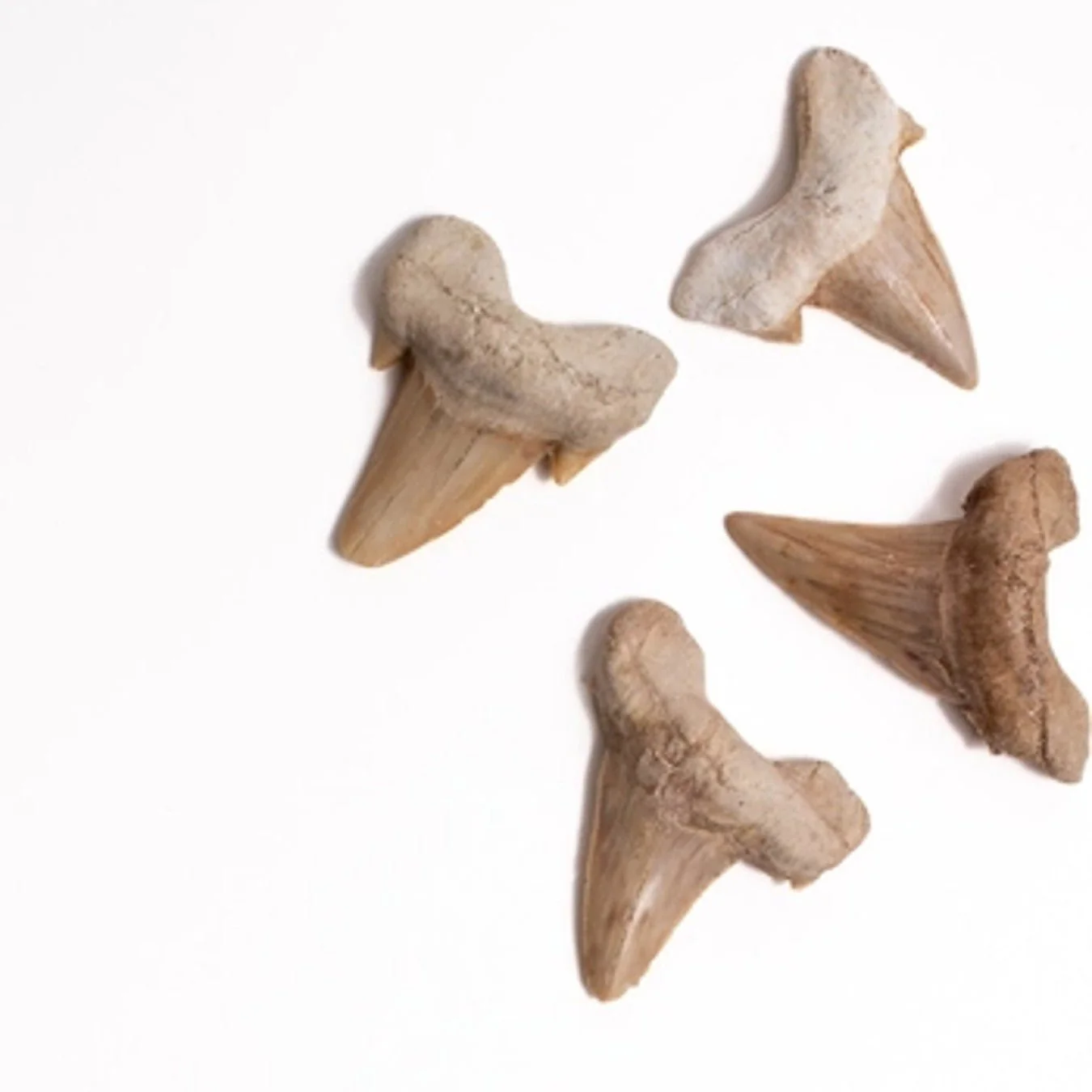 Otodus Tooth Fossil - Image 4