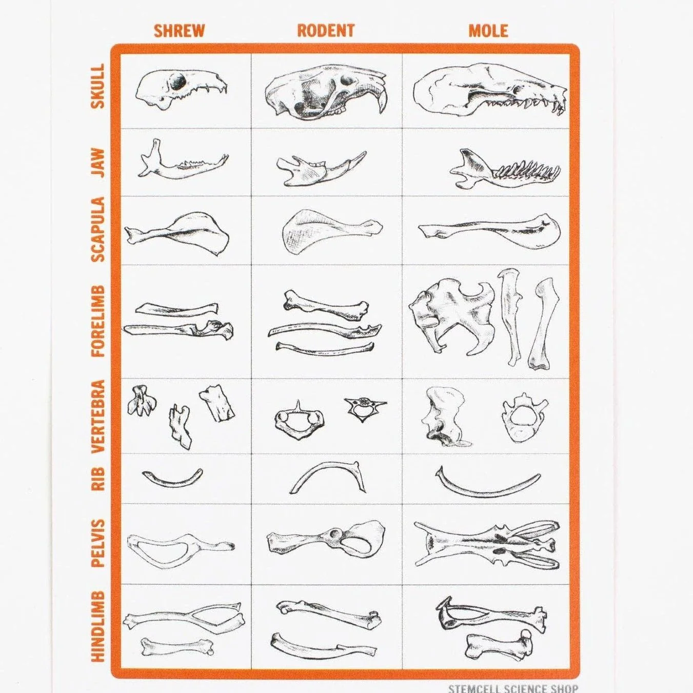 Owl Pellet Dissection Kit - Image 4