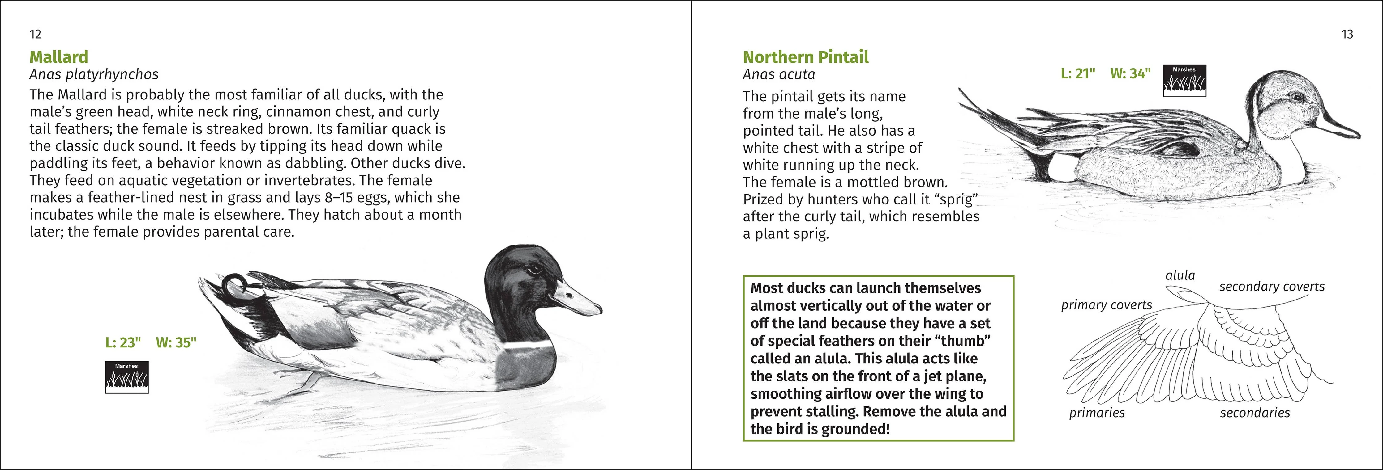 Pacific Coast Bird Finder Pocket Guide - Image 5