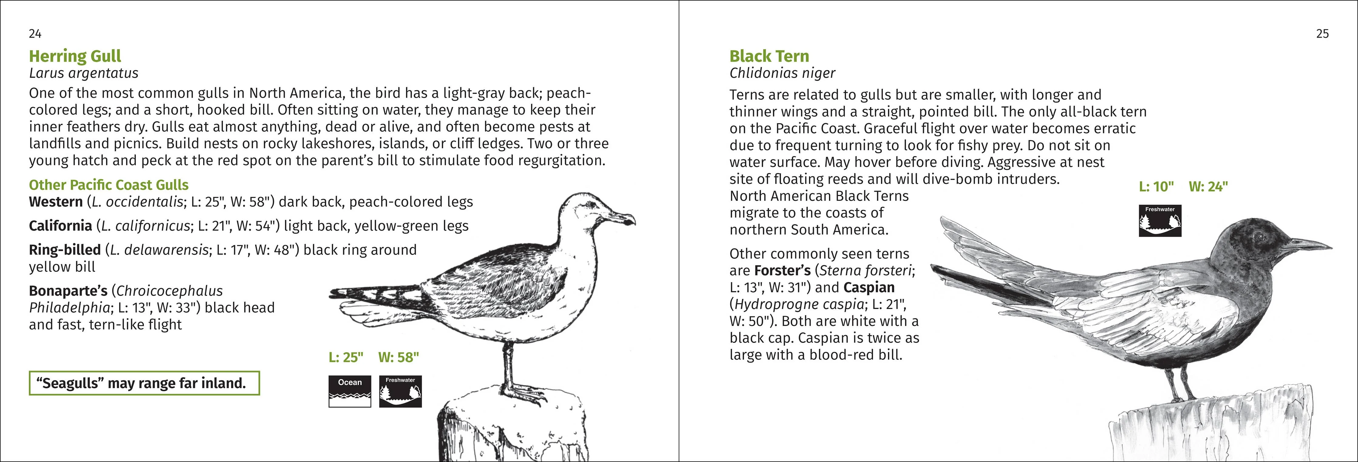 Pacific Coast Bird Finder Pocket Guide - Image 7