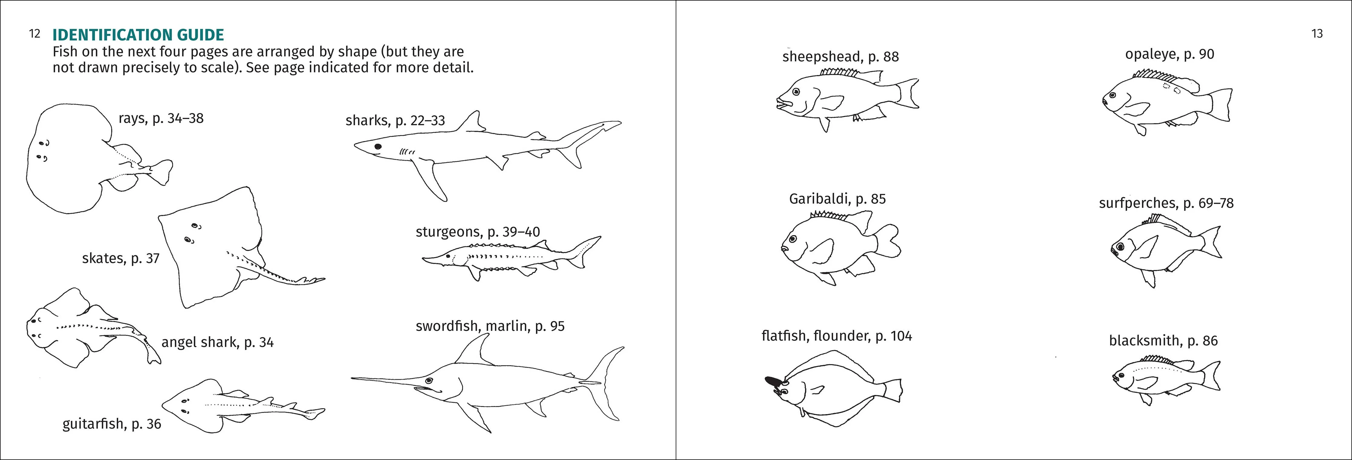 Pacific Coast Fish Finder Pocket Guide - Image 10