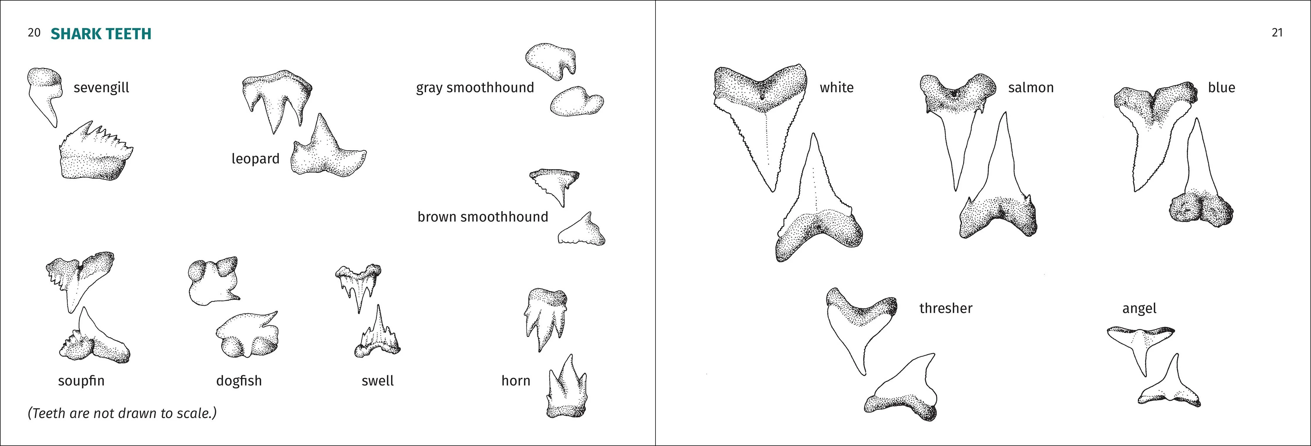 Pacific Coast Fish Finder Pocket Guide - Image 11