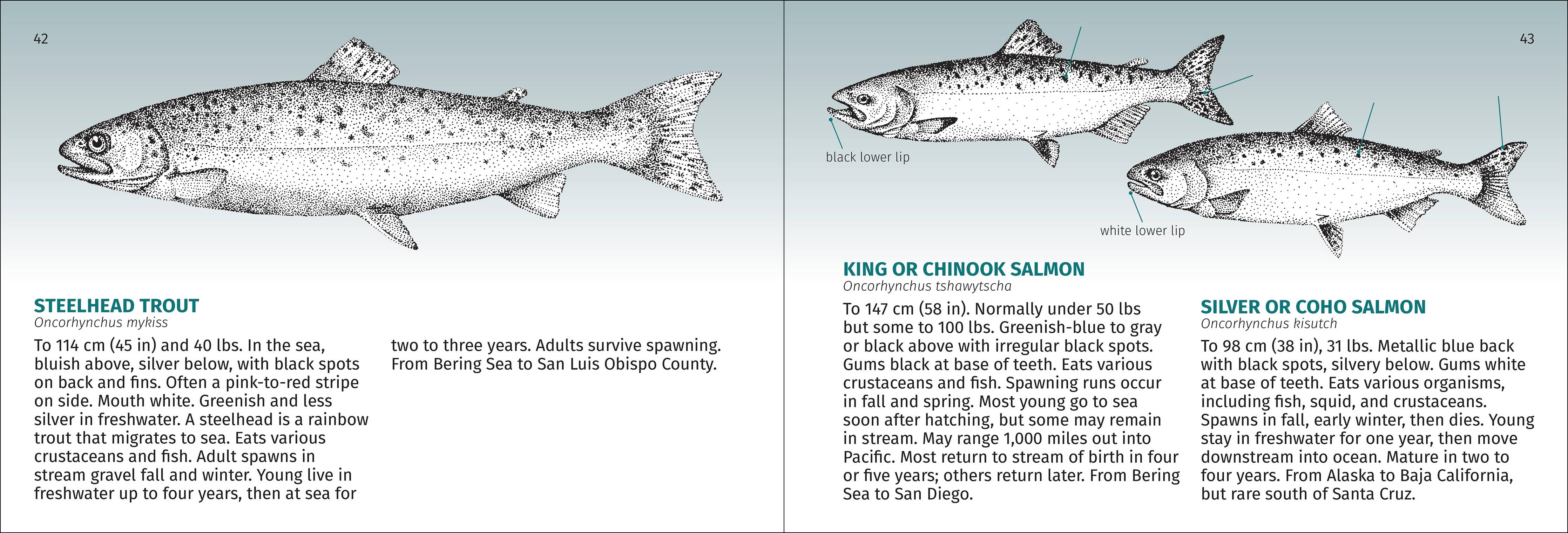 Pacific Coast Fish Finder Pocket Guide - Image 3