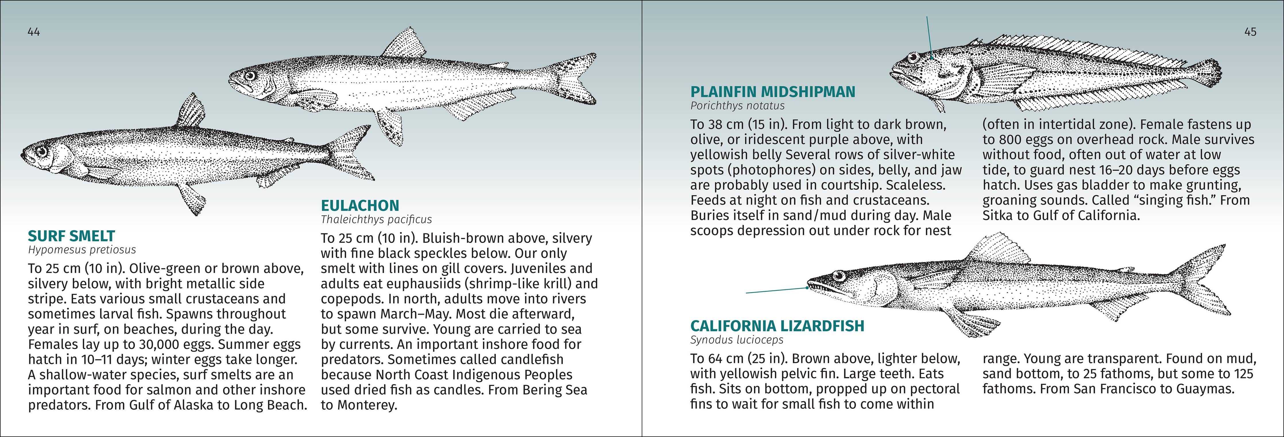 Pacific Coast Fish Finder Pocket Guide - Image 4