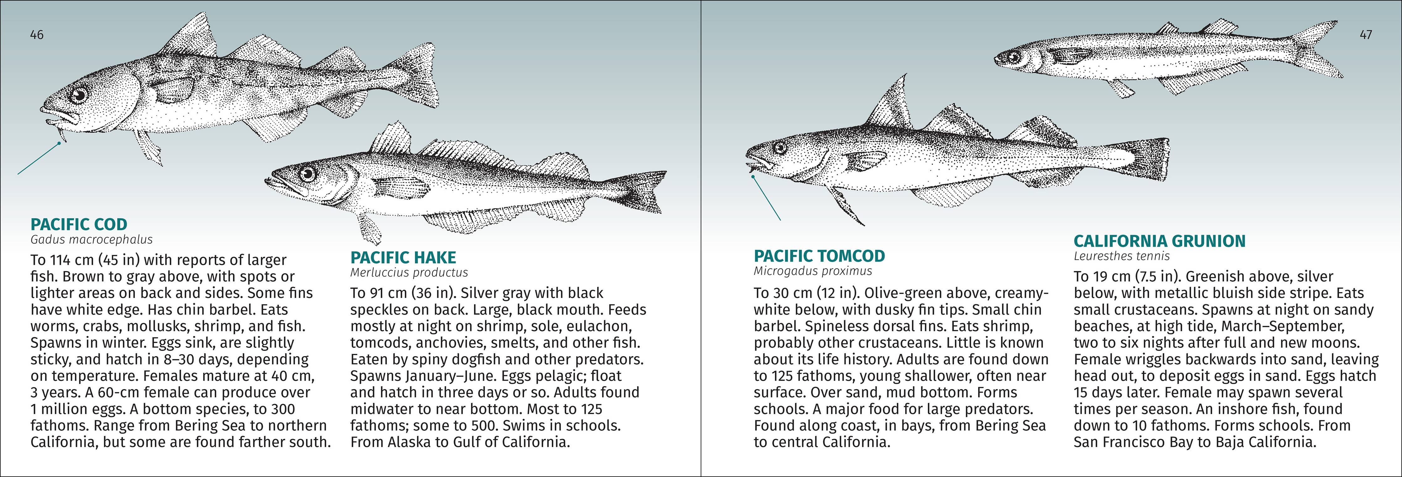 Pacific Coast Fish Finder Pocket Guide - Image 5