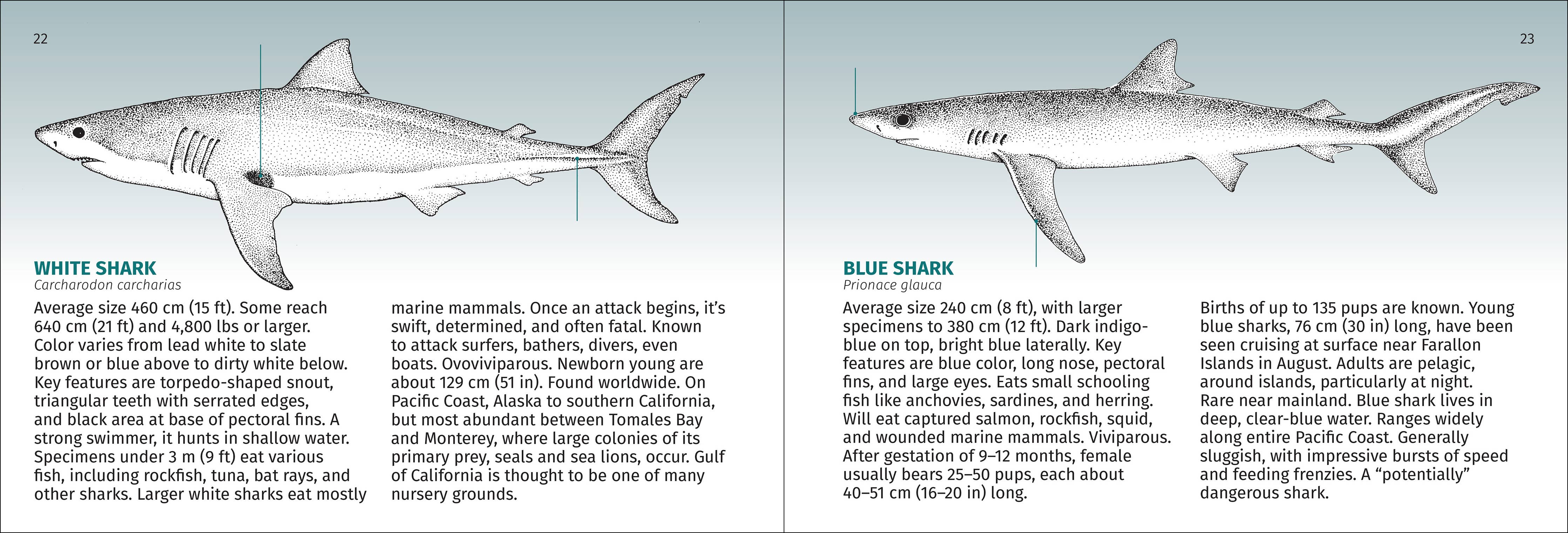 Pacific Coast Fish Finder Pocket Guide - Image 6