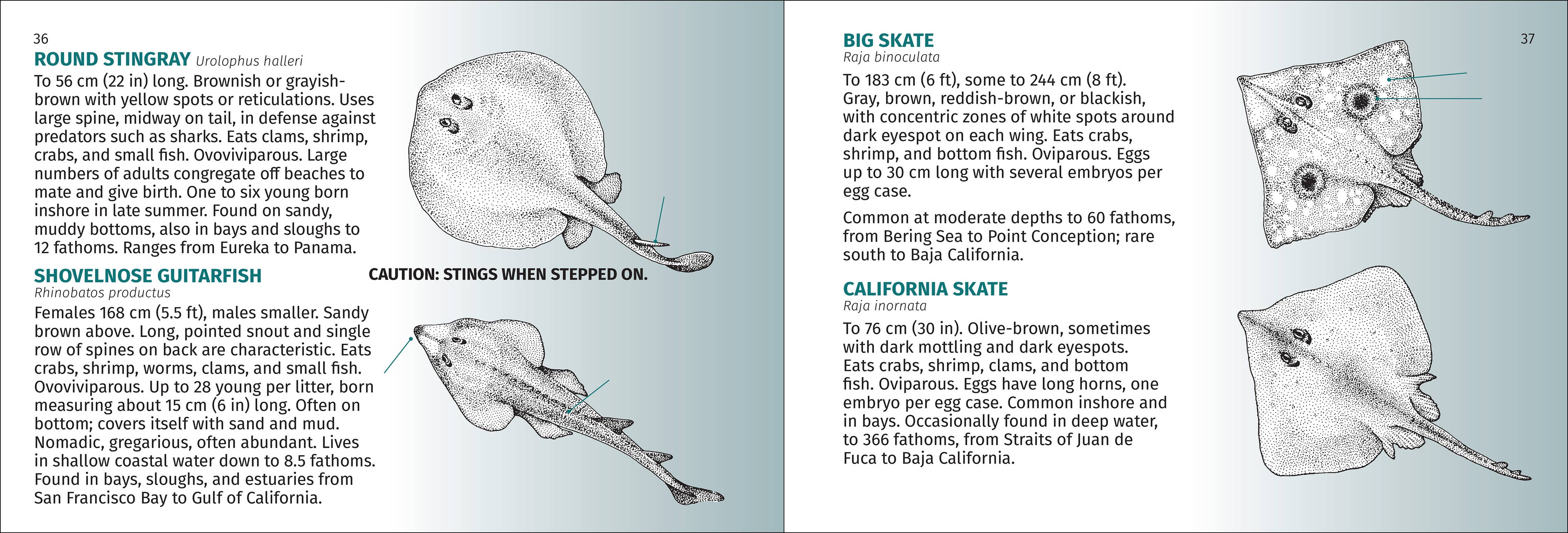 Pacific Coast Fish Finder Pocket Guide - Image 7