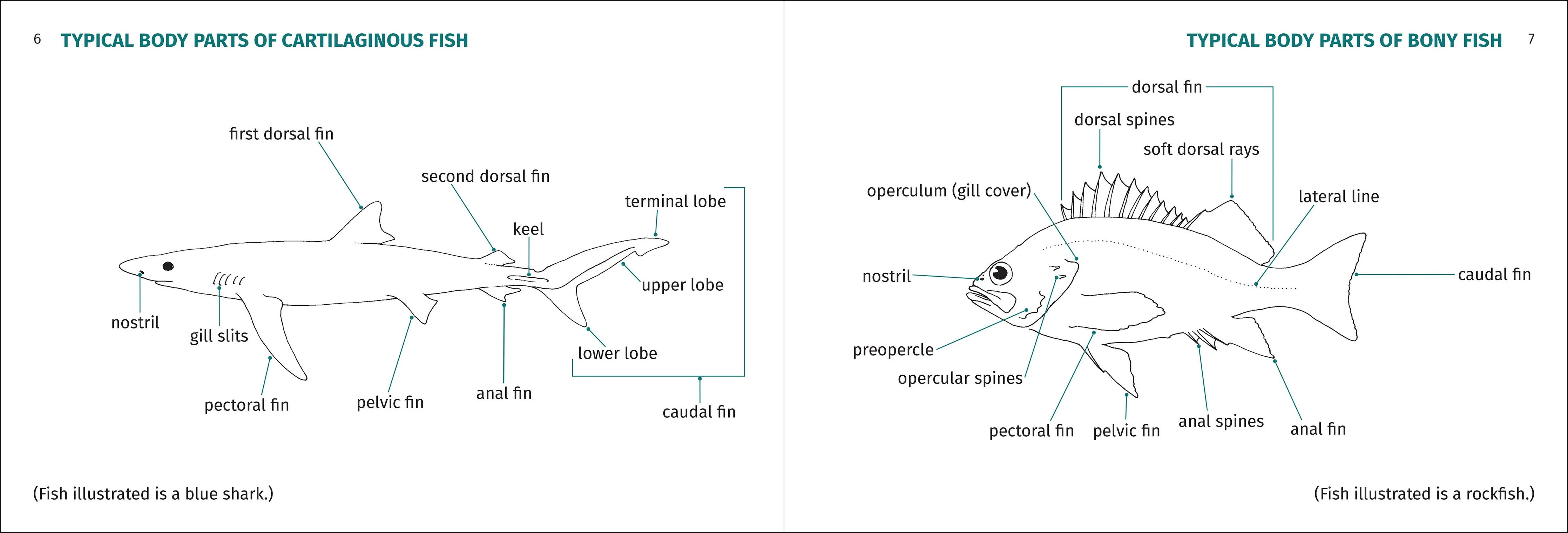 Pacific Coast Fish Finder Pocket Guide - Image 8