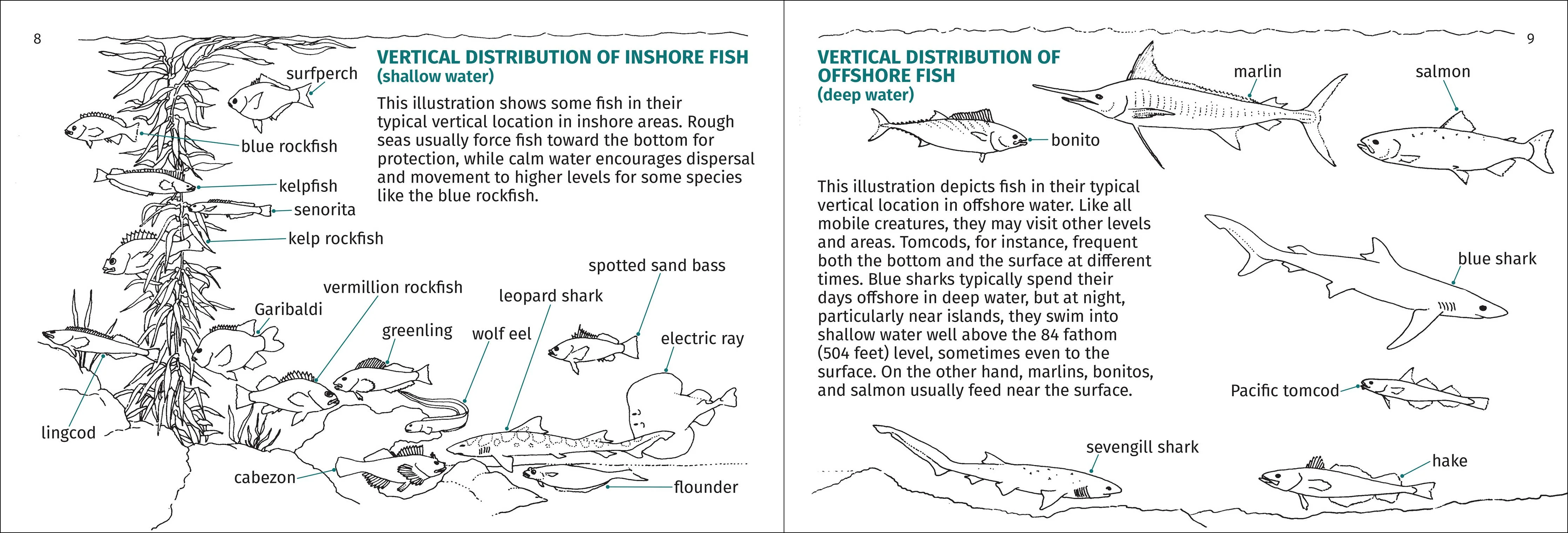 Pacific Coast Fish Finder Pocket Guide - Image 9
