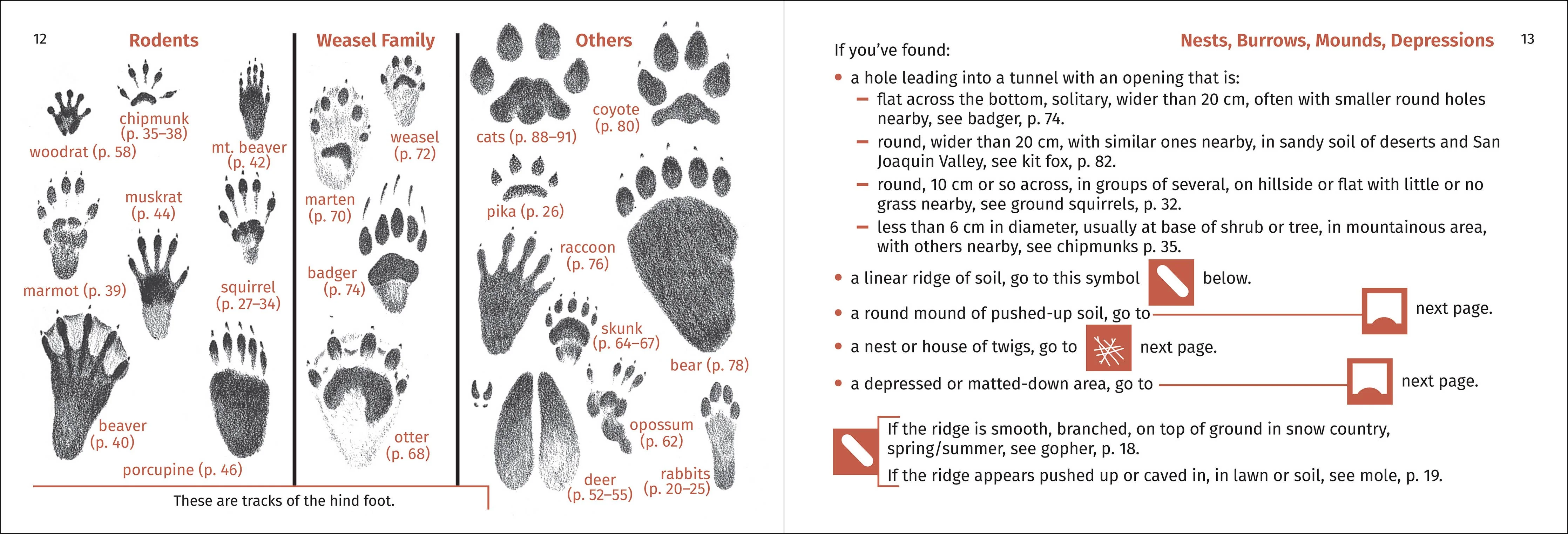 Pacific Coast Mammal Finder Pocket Guide - Image 11