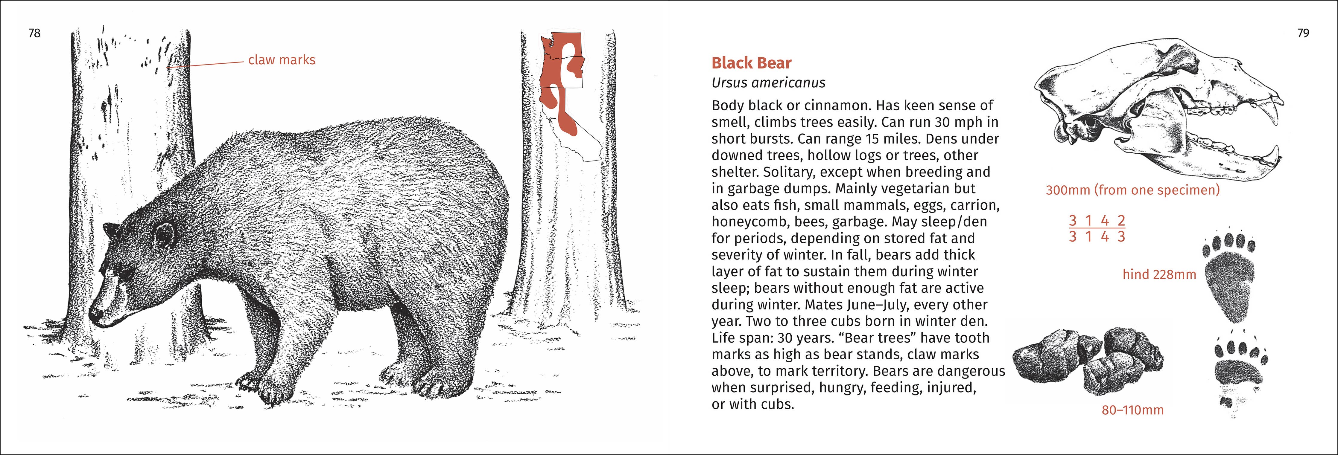 Pacific Coast Mammal Finder Pocket Guide - Image 3