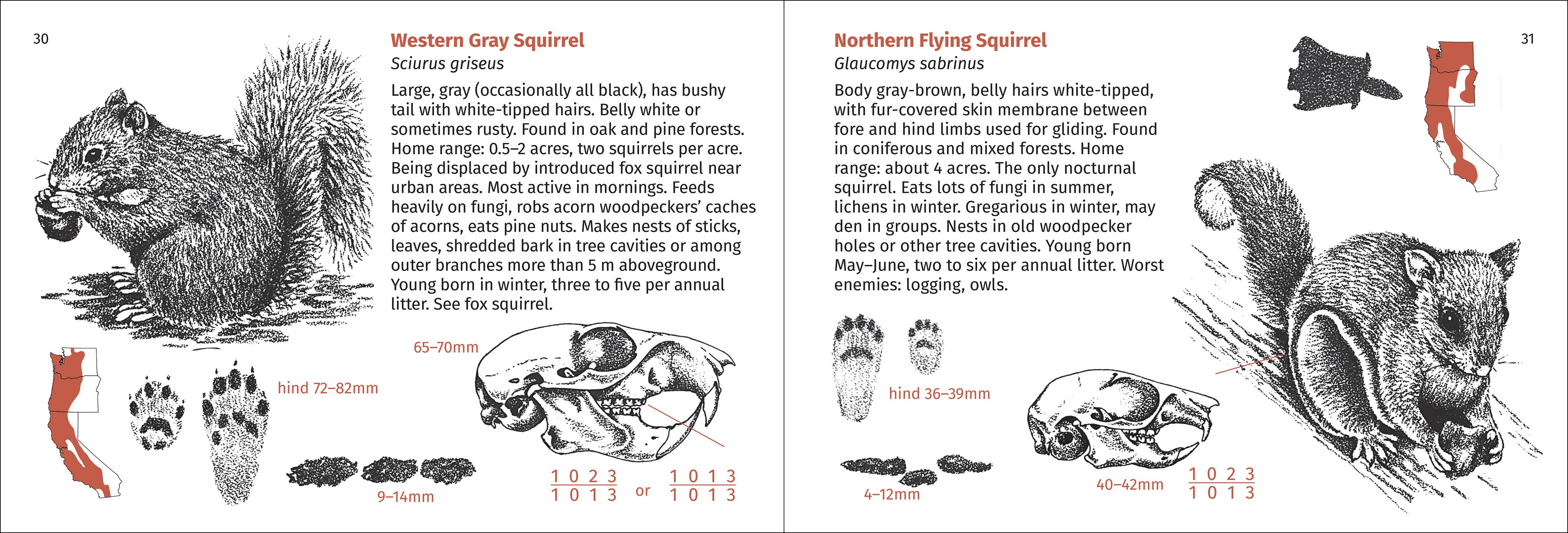 Pacific Coast Mammal Finder Pocket Guide - Image 4