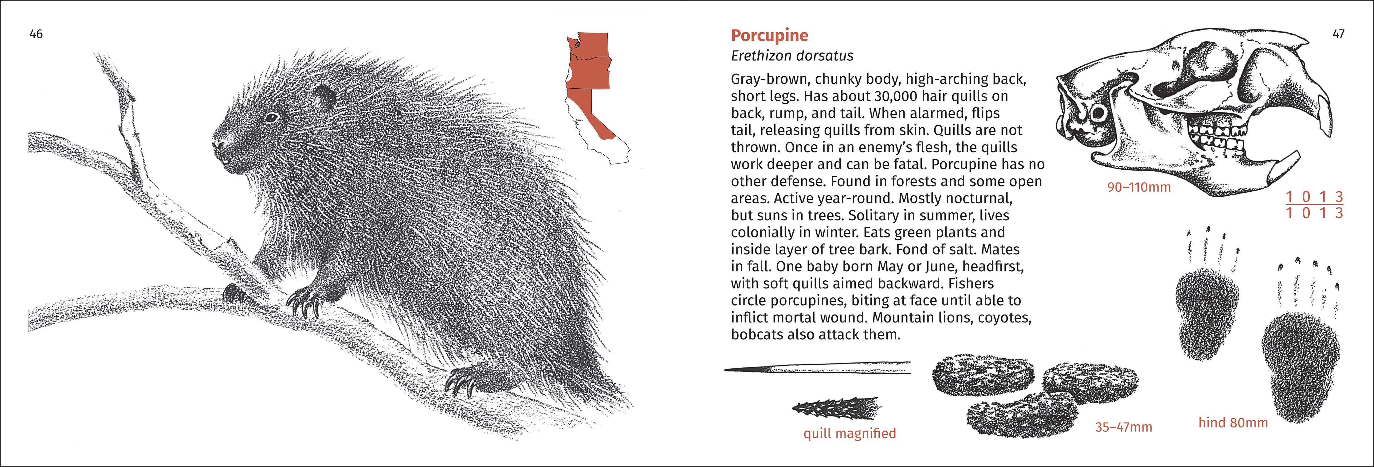 Pacific Coast Mammal Finder Pocket Guide - Image 5