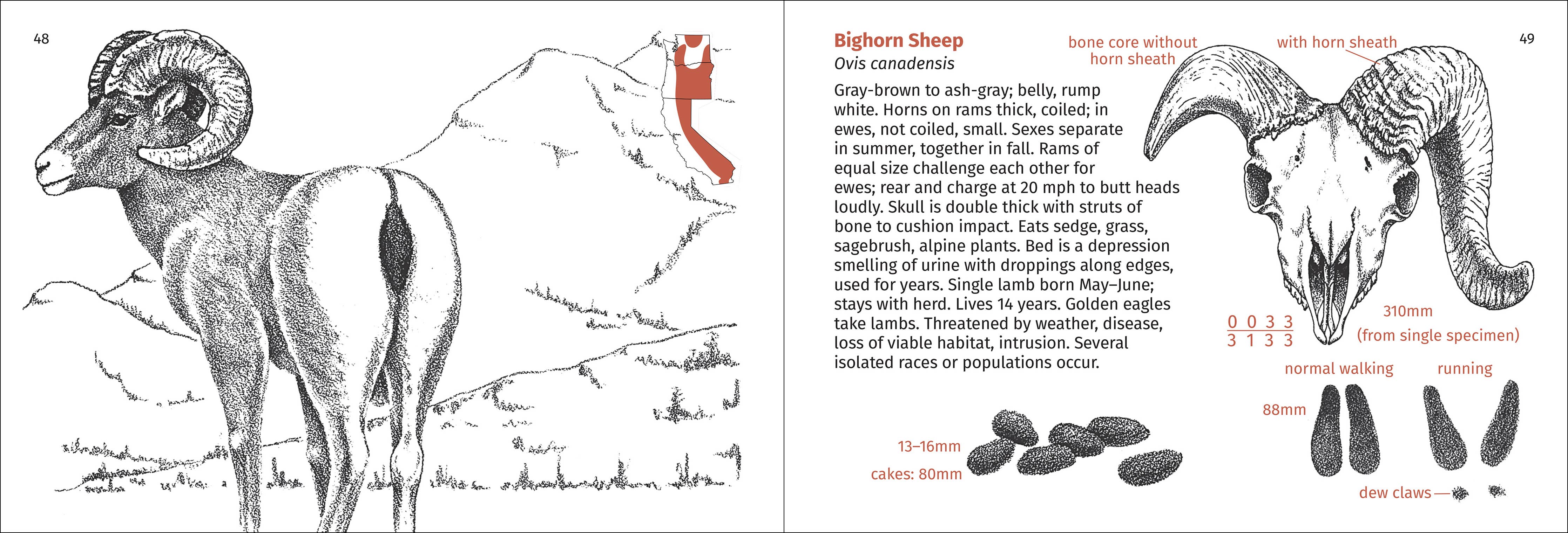 Pacific Coast Mammal Finder Pocket Guide - Image 6