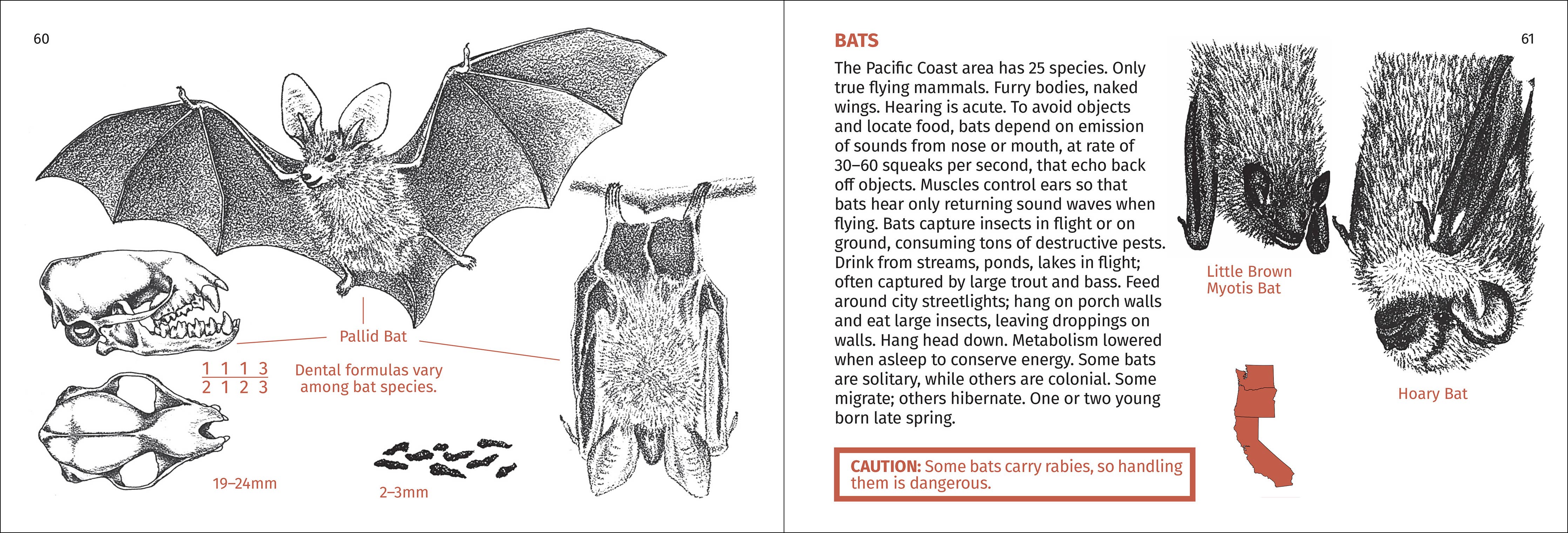 Pacific Coast Mammal Finder Pocket Guide - Image 7