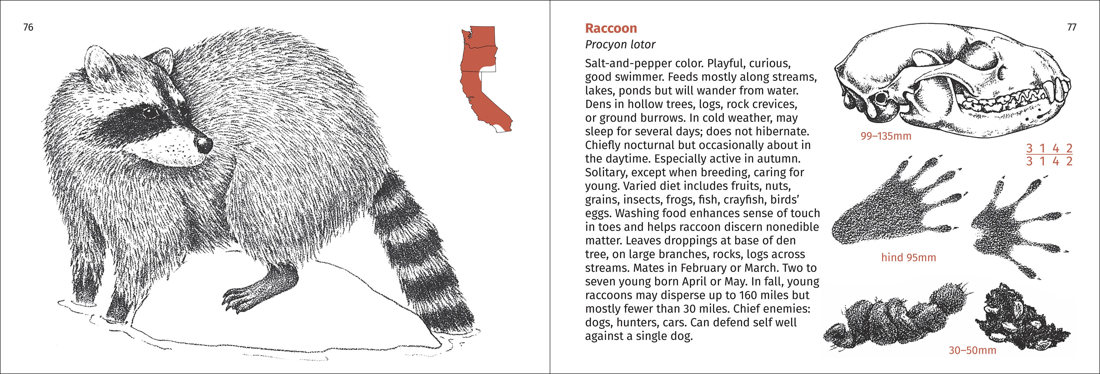 Pacific Coast Mammal Finder Pocket Guide - Image 8