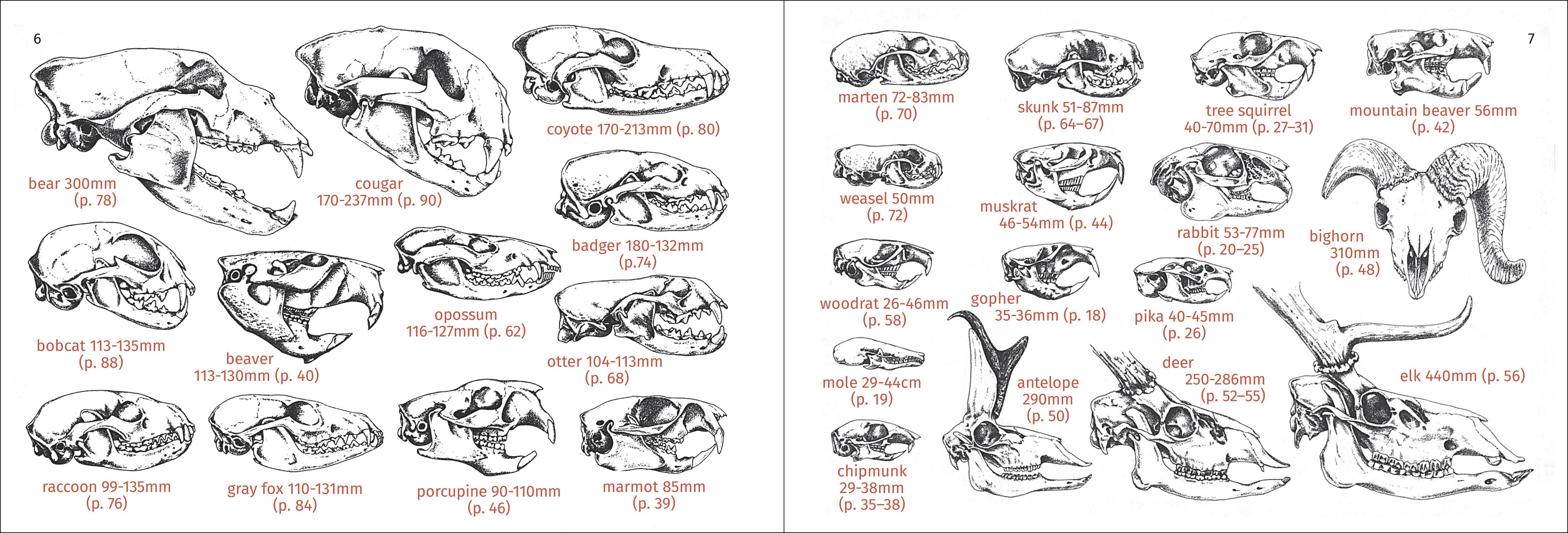 Pacific Coast Mammal Finder Pocket Guide - Image 9