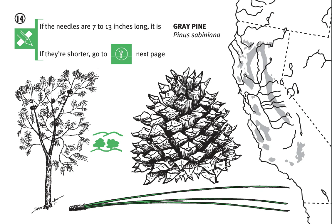 Pacific Coast Tree Finder Pocket Guide - Image 2