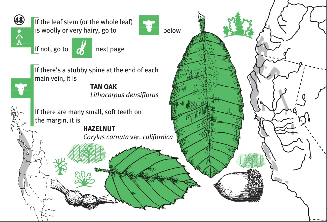 Pacific Coast Tree Finder Pocket Guide - Image 3