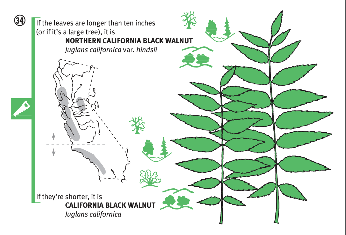 Pacific Coast Tree Finder Pocket Guide - Image 4