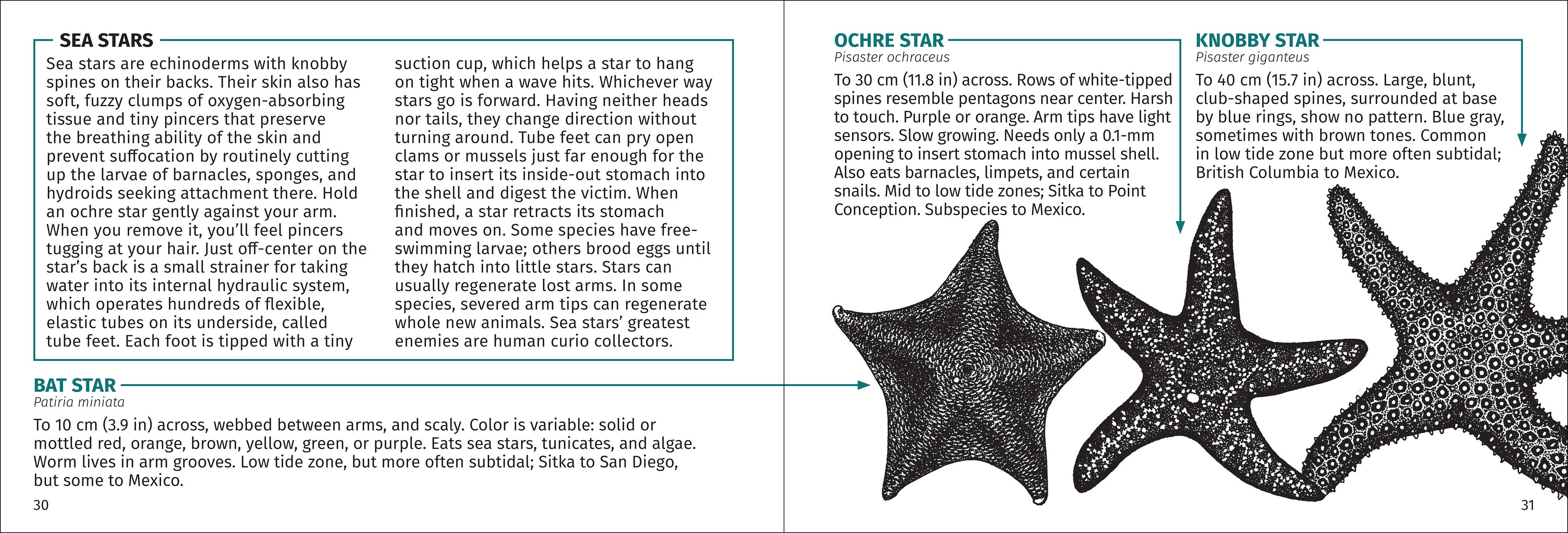 Pacific Intertidal Life Finder Pocket Guide - Image 10