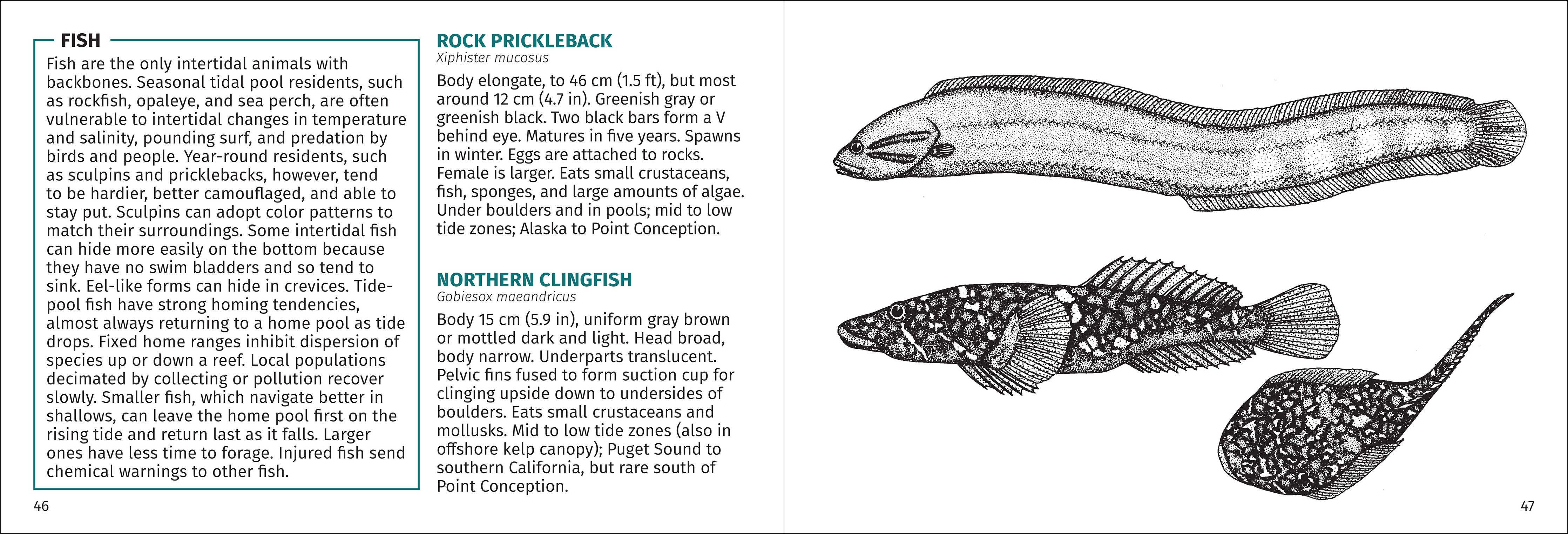 Pacific Intertidal Life Finder Pocket Guide - Image 11