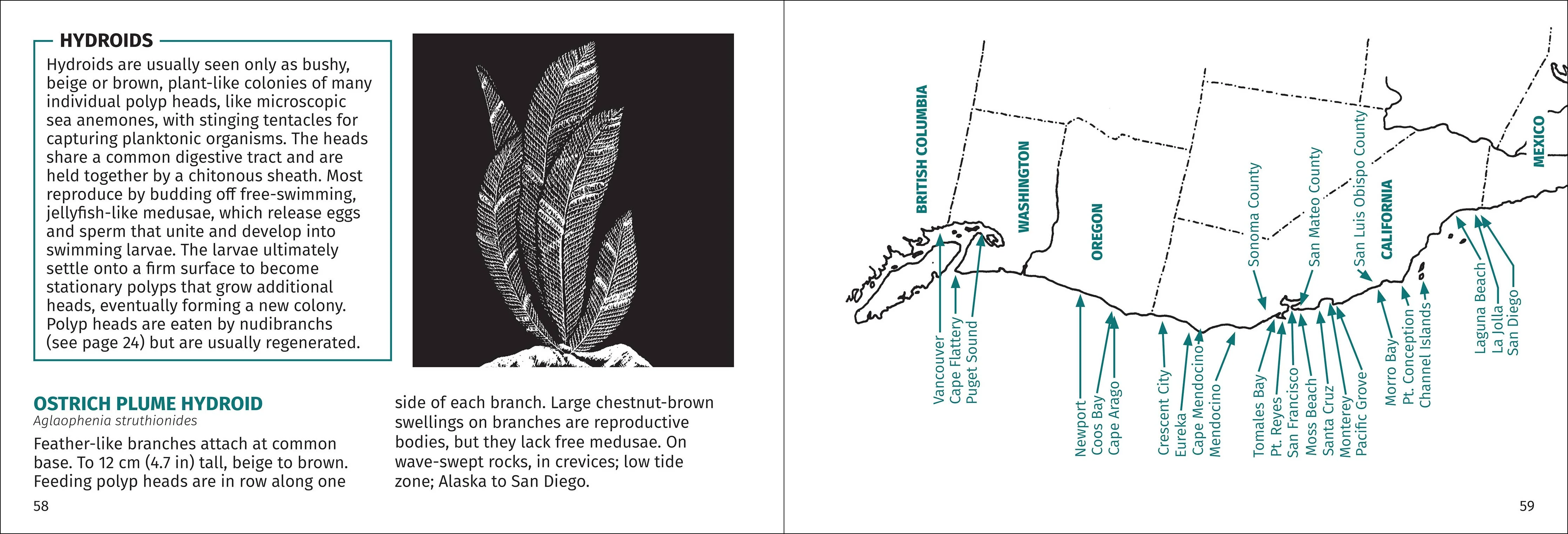 Pacific Intertidal Life Finder Pocket Guide - Image 12