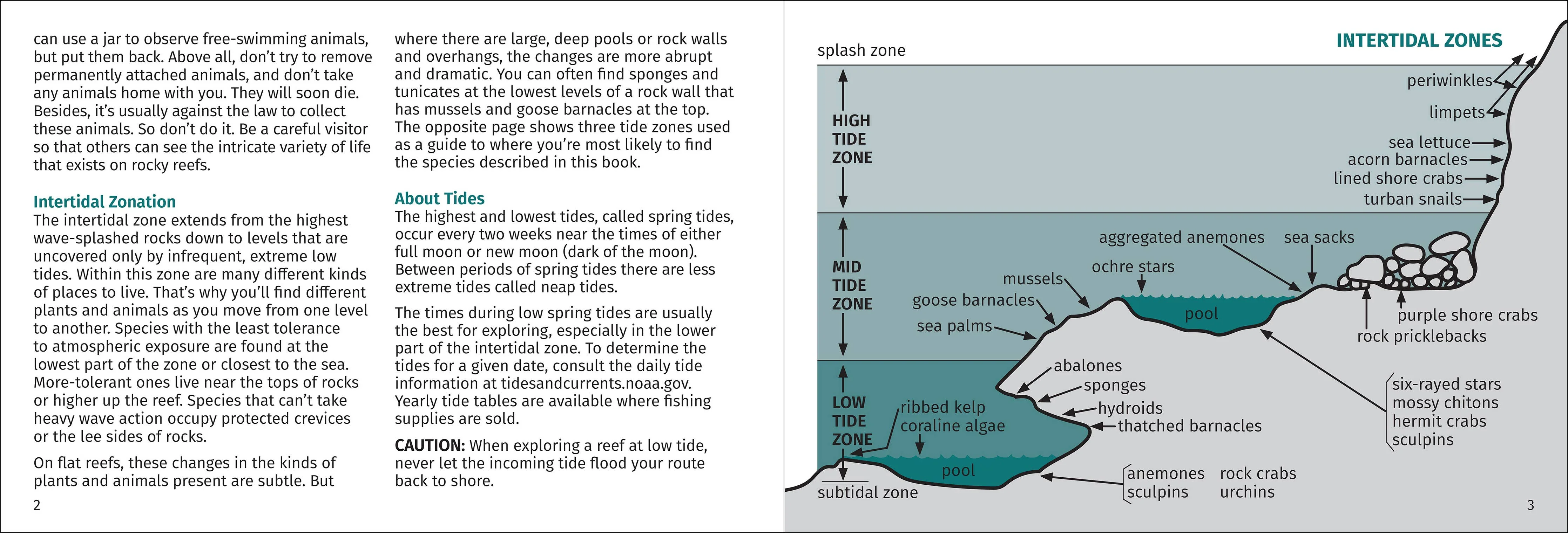Pacific Intertidal Life Finder Pocket Guide - Image 3