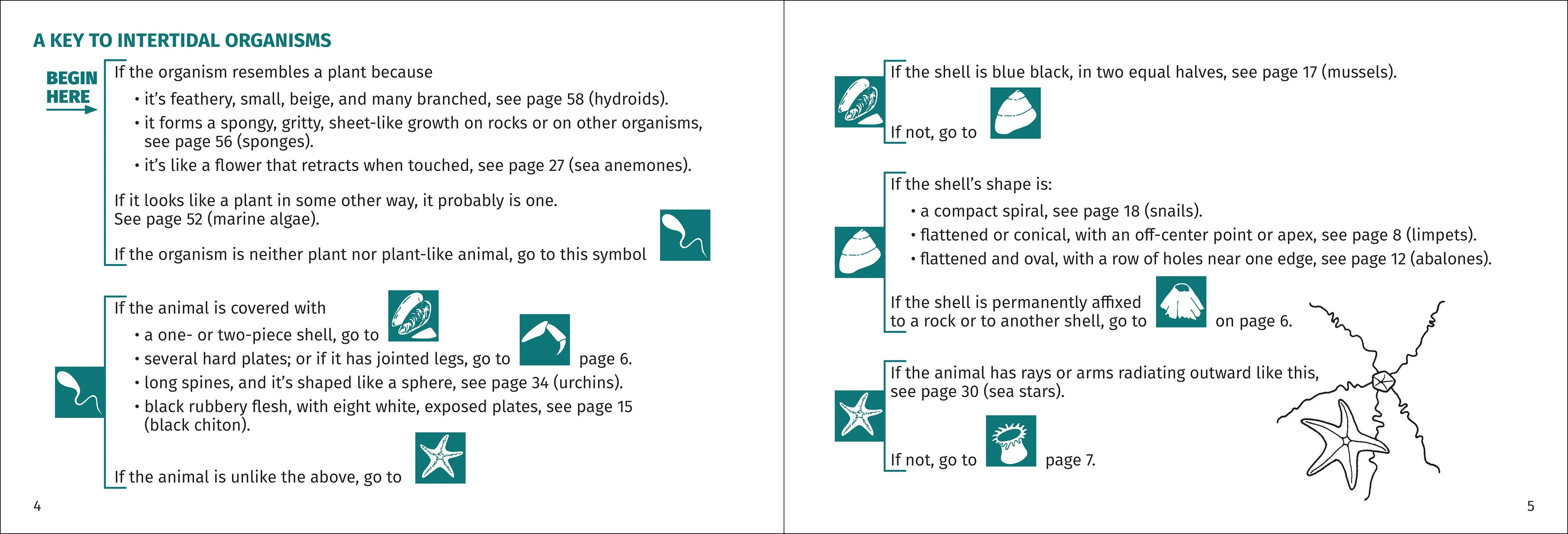 Pacific Intertidal Life Finder Pocket Guide - Image 4