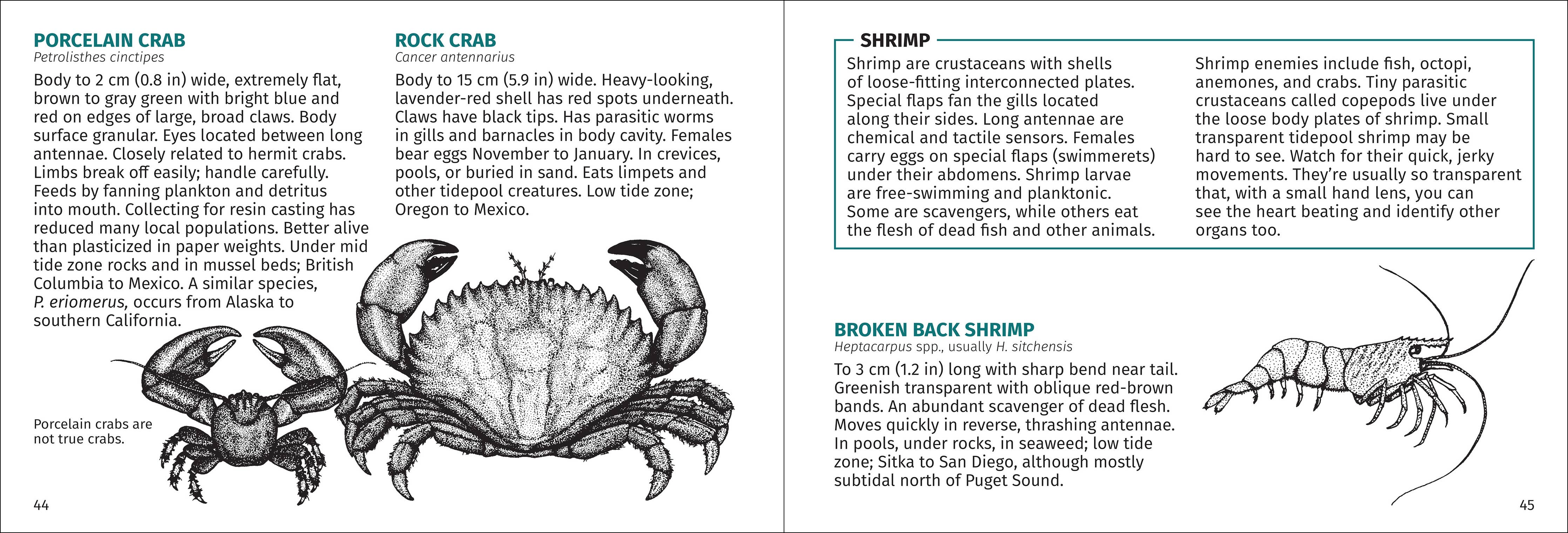 Pacific Intertidal Life Finder Pocket Guide - Image 5