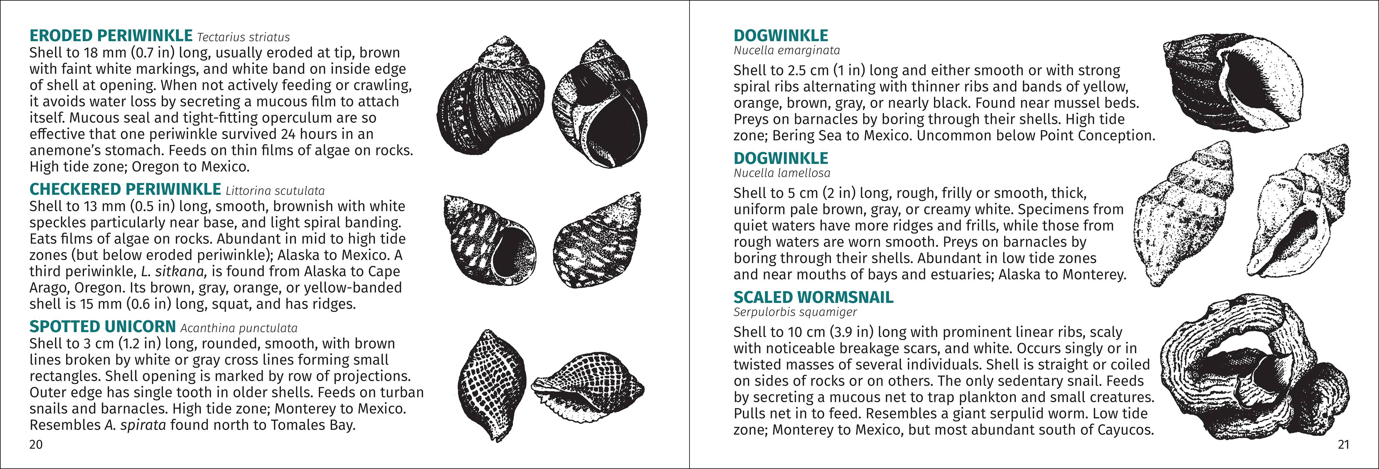 Pacific Intertidal Life Finder Pocket Guide - Image 6