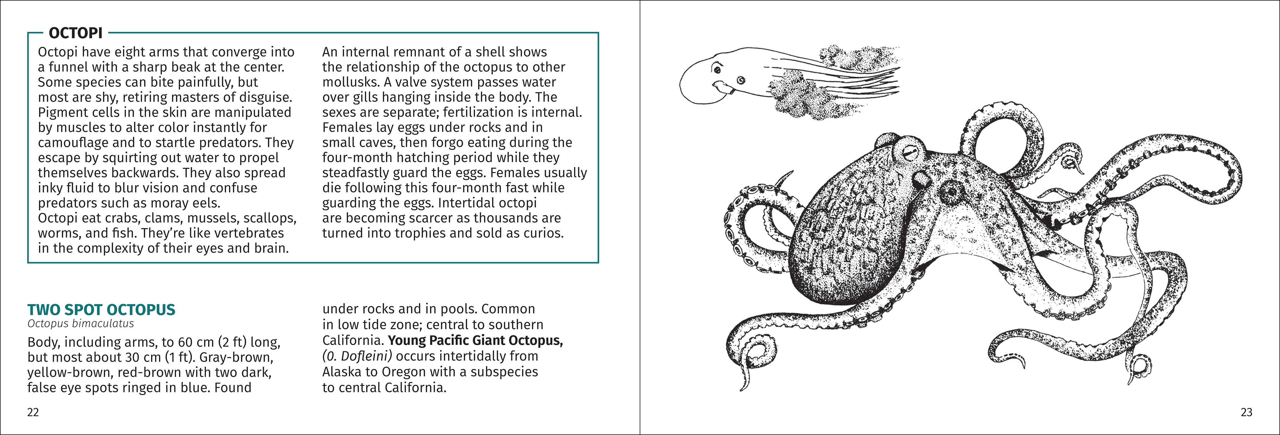 Pacific Intertidal Life Finder Pocket Guide - Image 7