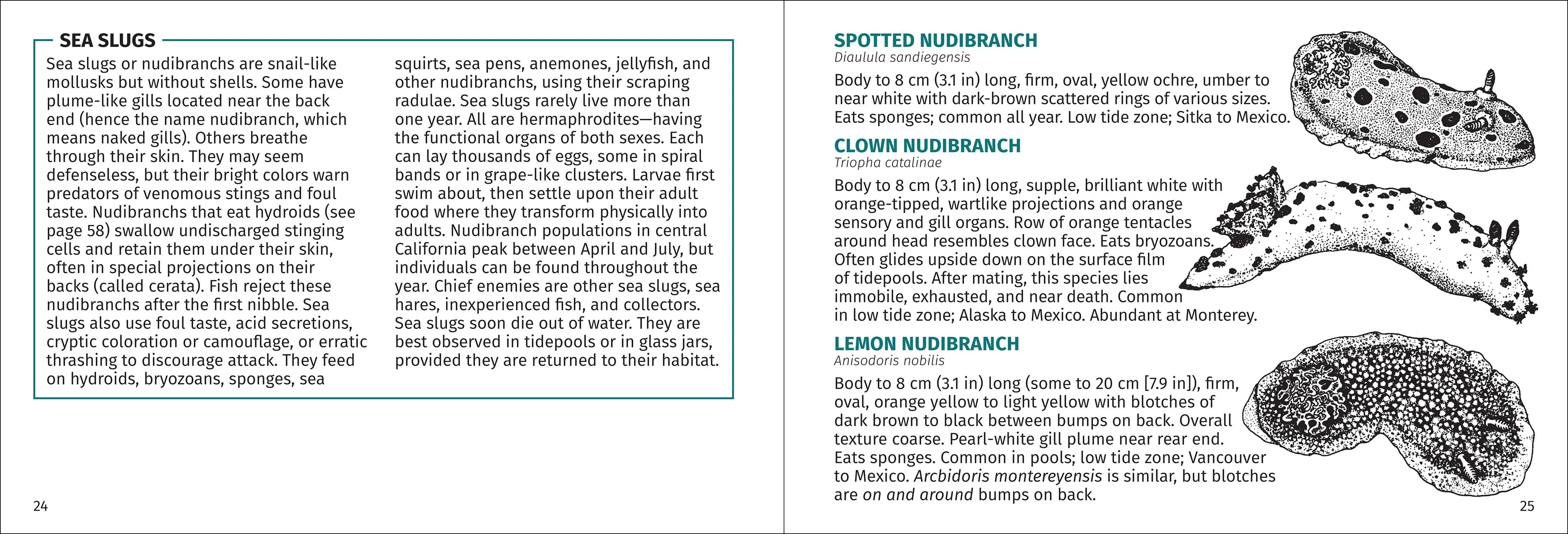 Pacific Intertidal Life Finder Pocket Guide - Image 8