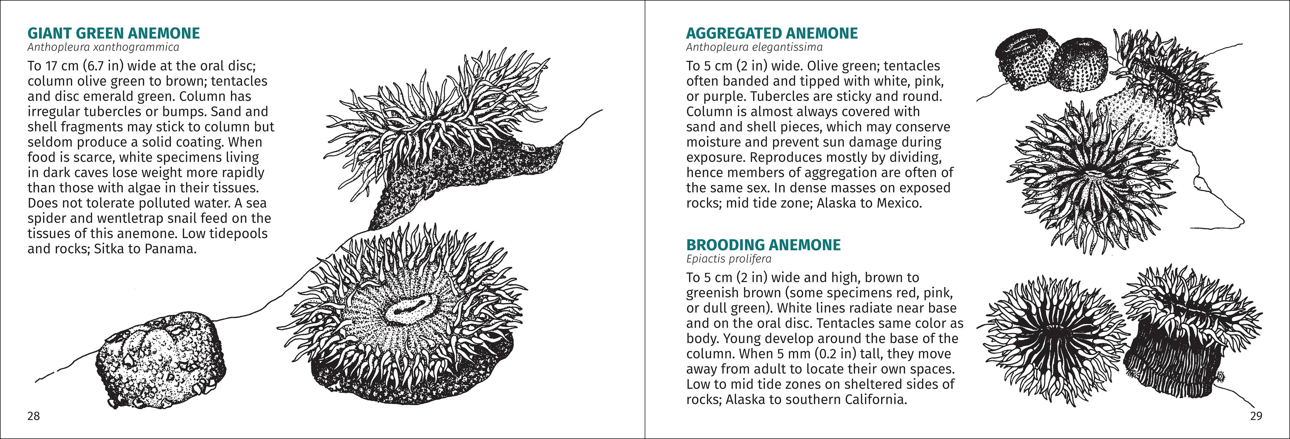 Pacific Intertidal Life Finder Pocket Guide - Image 9