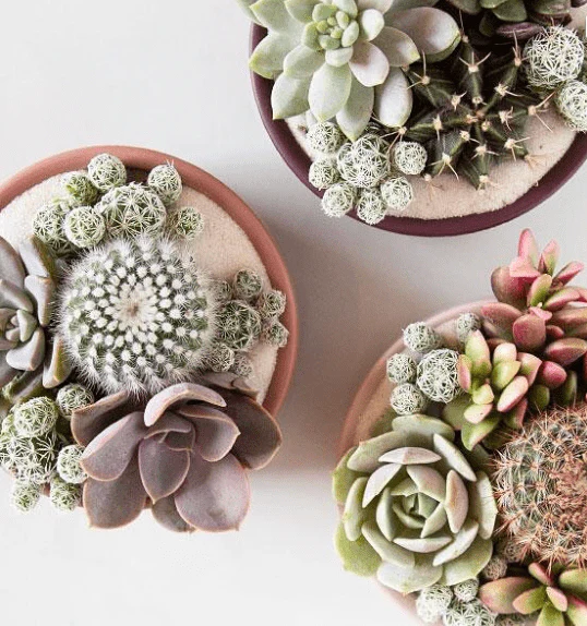 Pedestal Home & Garden Bowls - Image 5