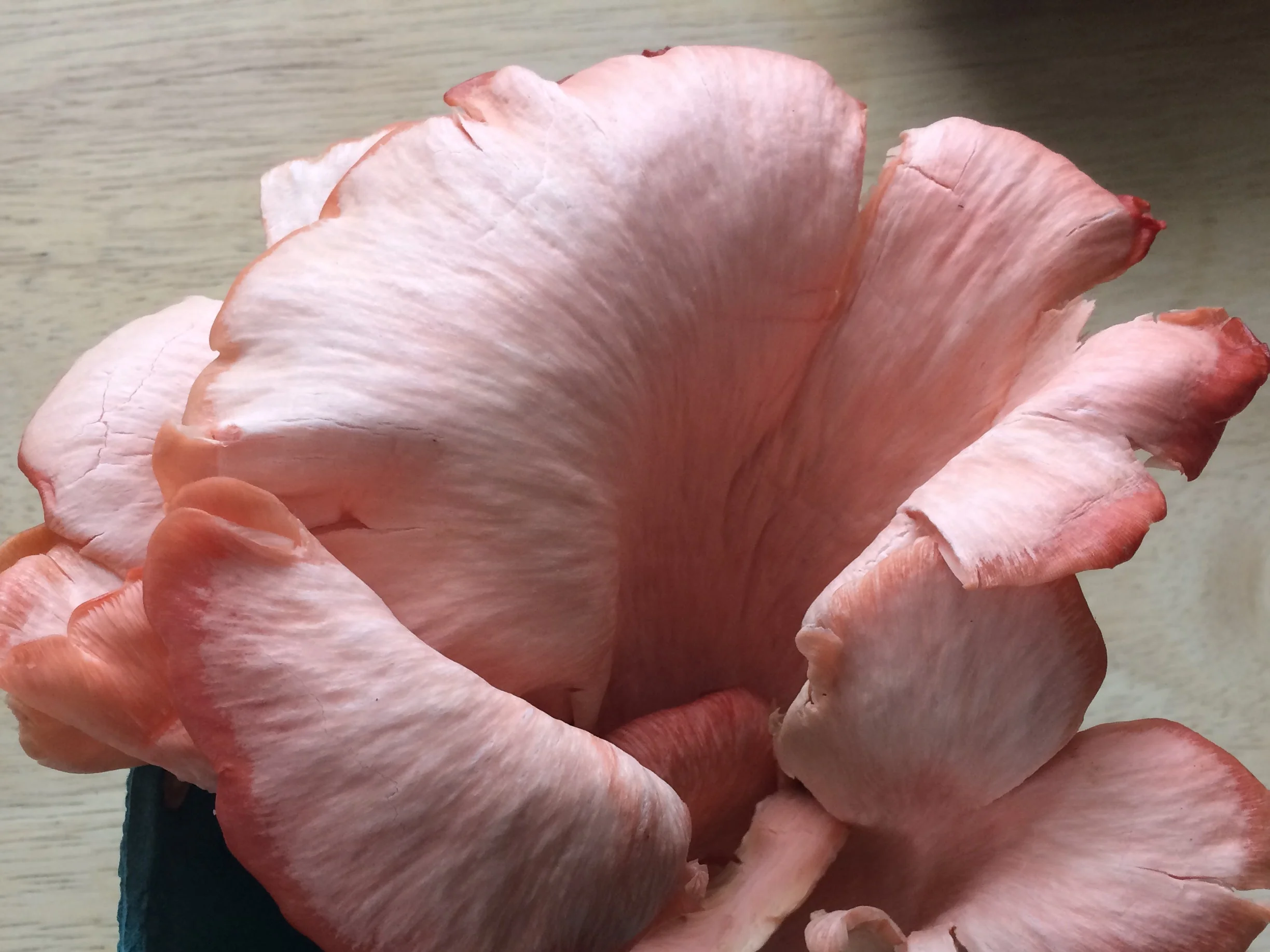 Pink Oyster Mushroom Growing Kit - Image 3