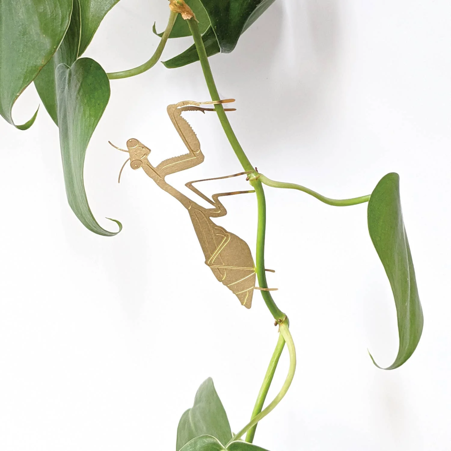 Plant Animal: Praying Mantis
