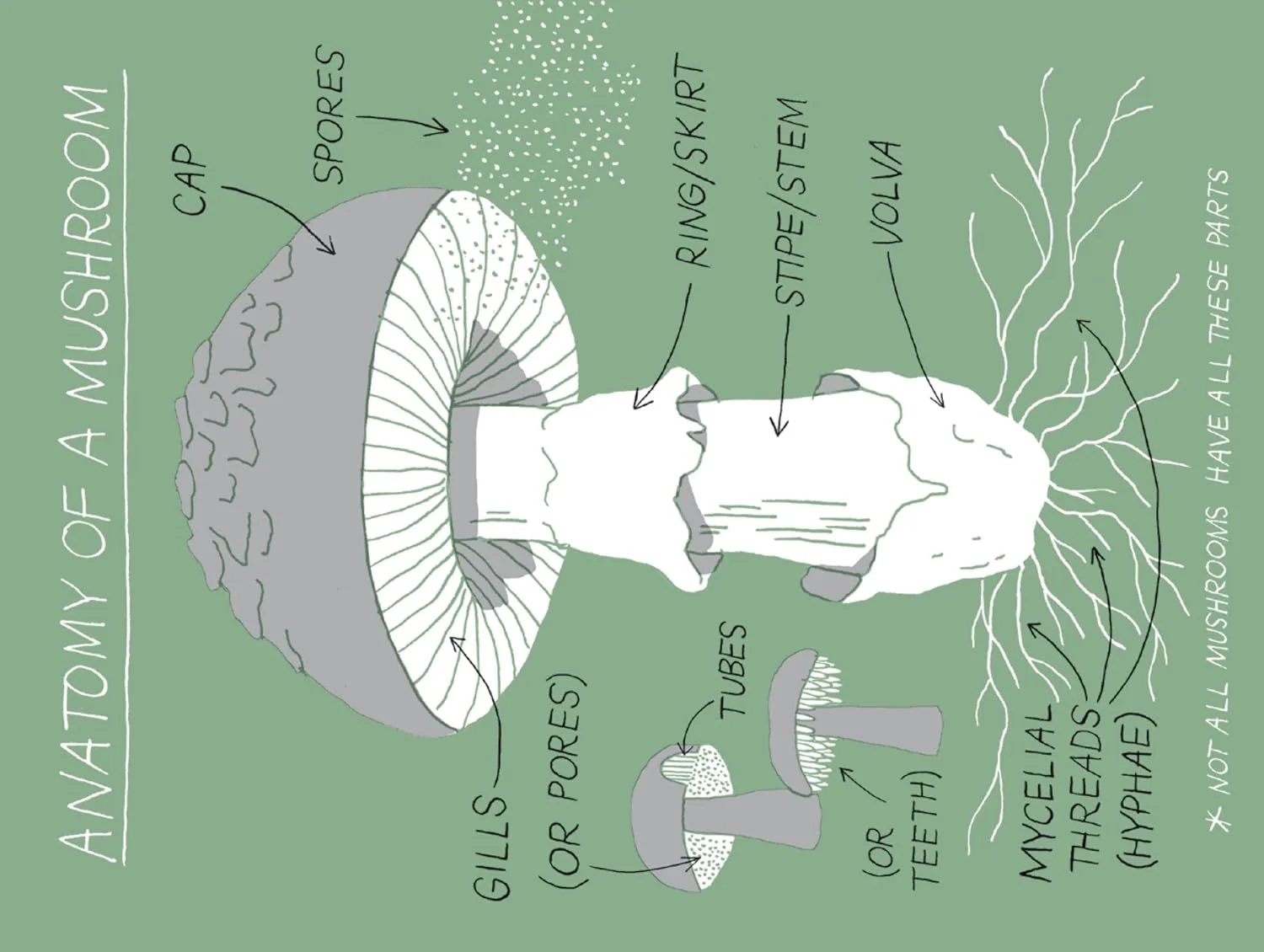 Pocket Nature: Mushroom Hunting: Forage for Fungi and Connect with the Earth - Image 4