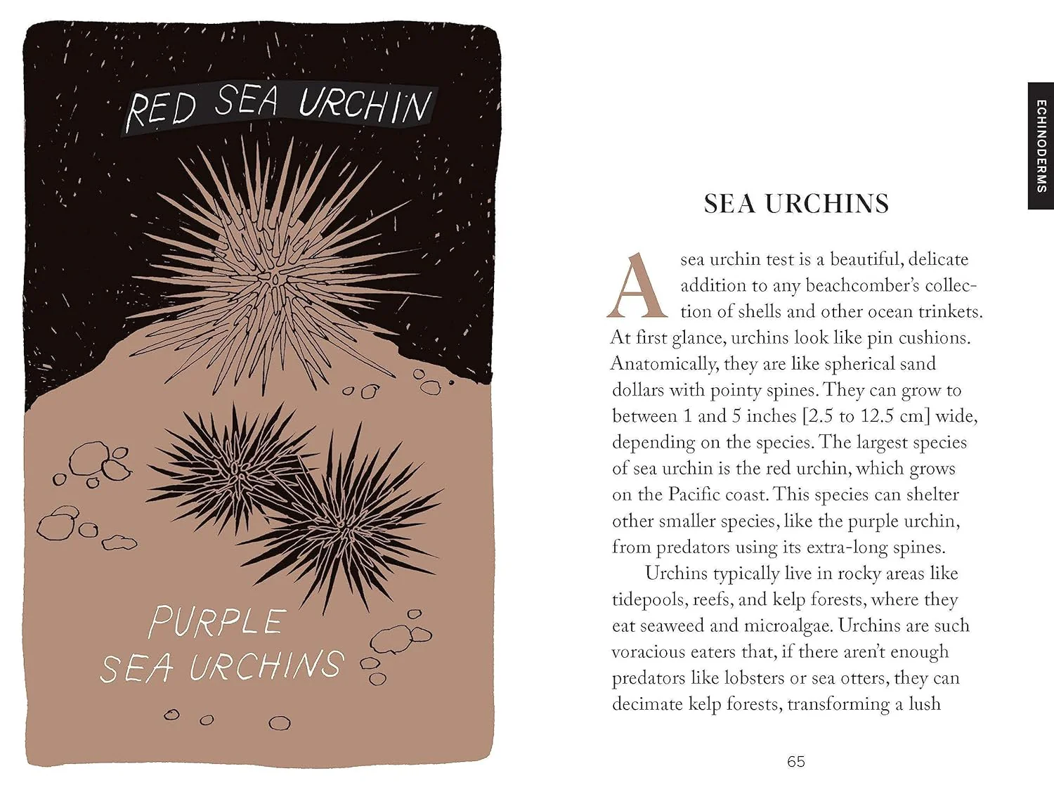 Pocket Nature Series: Beachcombing: Cultivate Mindful Moments by the Shore - Image 4