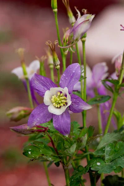 Flower Seed Grow Kit: Rocky Mountain Columbine - Image 3