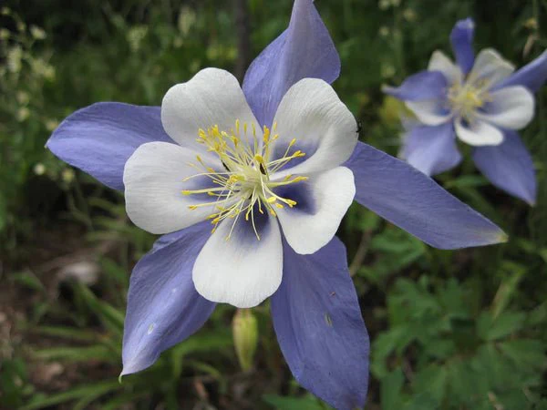 Flower Seed Grow Kit: Rocky Mountain Columbine - Image 4