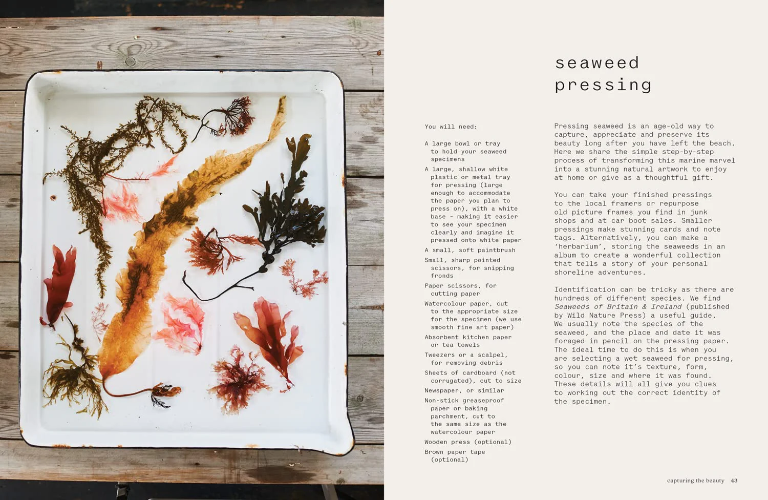 Seaweed: Foraging, Collecting, Pressing - Image 4
