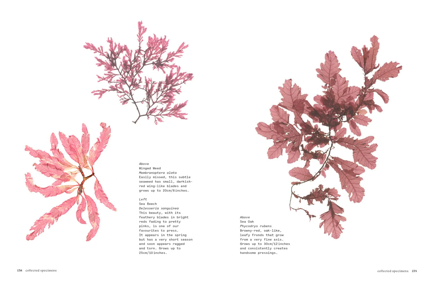 Seaweed: Foraging, Collecting, Pressing - Image 7