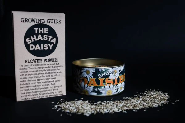 Flower Seed Grow Kit: Shasta Daisy - Image 2