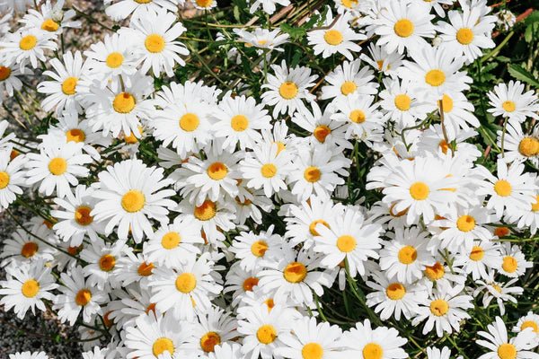 Flower Seed Grow Kit: Shasta Daisy - Image 3