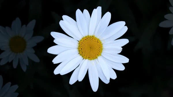 Flower Seed Grow Kit: Shasta Daisy - Image 4