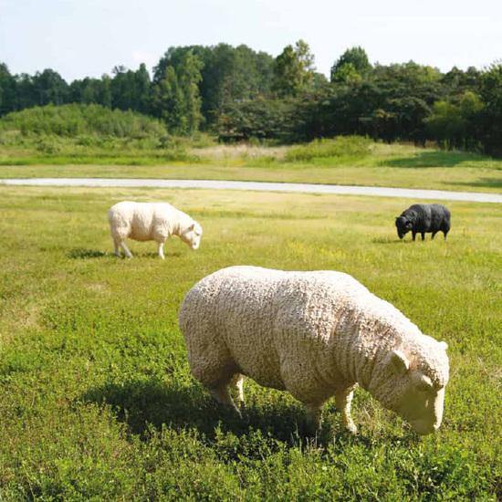 Life Size Sheep Sculpture - Statue - Image 3